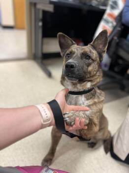 Australian Cattle Dog Blue Heeler Dogs Available for Adoption in Fort Collins, Colorado - Greta | PetCurious