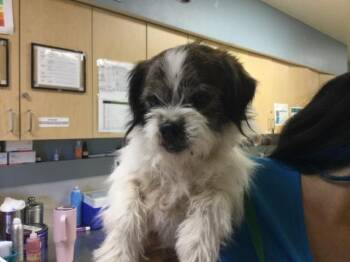 OATIE -  Brussels Griffon and Mixed Breed Dog for Adoption in Riverside, California - OATIE | PetCurious