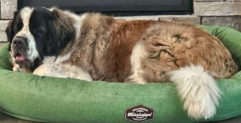 Rescue Saint Bernard Dogs for Adoption in Larkspur, Colorado - Tiny | PetCurious