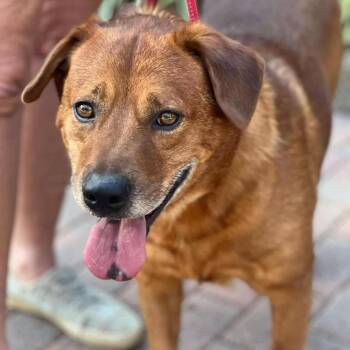 Rescue Labrador Retriever and Hound Dogs for Adoption in Roswell, Georgia - Dooley | PetCurious