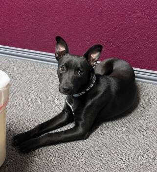 Shepherd Dogs Available for Adoption in Boulder, Colorado - Willow | PetCurious