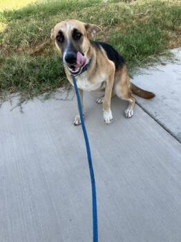 REX -  Mixed Breed Dog for Adoption in Dallas, Texas - REX | PetCurious