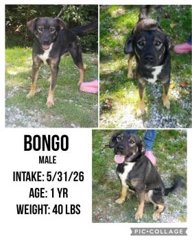 Bongo -  Shepherd Dog for Adoption in Staffordsville, Kentucky - Bongo | PetCurious