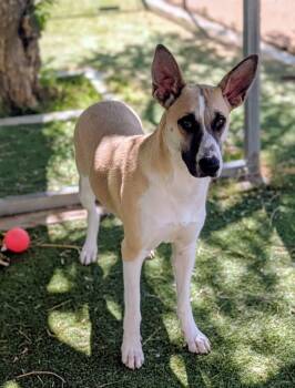 Husky Dogs Available for Adoption in Ridgecrest, California - 25-328 | PetCurious