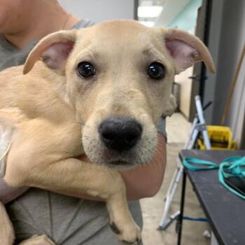 Lindsey -  Labrador Retriever and Catahoula Leopard Dog Dog for Adoption in Hattiesburg, Mississippi - Lindsey | PetCurious