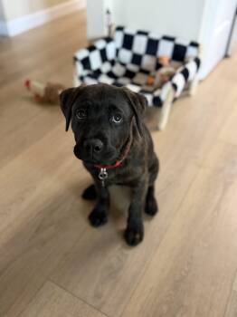 Mastiff and Mixed Breed Dogs Available for Adoption in Fruit Heights, Utah - Wiggles | PetCurious
