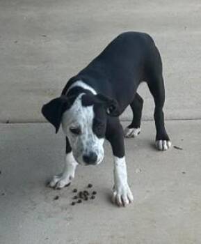Tank -  Pointer and Mixed Breed Dog for Adoption in Morristown, New Jersey - Tank | PetCurious