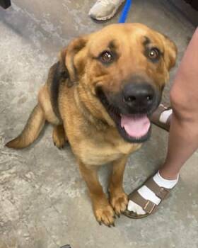 Shepherd and Mixed Breed Dogs Available for Adoption - Lyla ~ Sponsored! | PetCurious