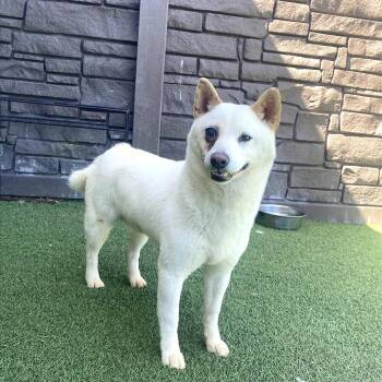 Shiba Inu Dogs Available for Adoption in Loxahatchee Groves, Florida - Chey 272B | PetCurious