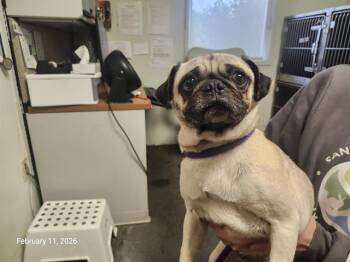 Pug Dogs Available for Adoption - GLINDA* | PetCurious