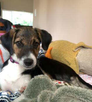 Joy -  Border Collie and Labrador Retriever Dog for Adoption in Bend, Oregon - Joy | PetCurious