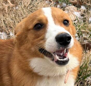 Corgi Dogs Available for Adoption - Thumper | PetCurious