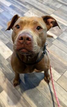 Brandy -  Mixed Breed Dog for Adoption in Osseo, Michigan - Brandy | PetCurious