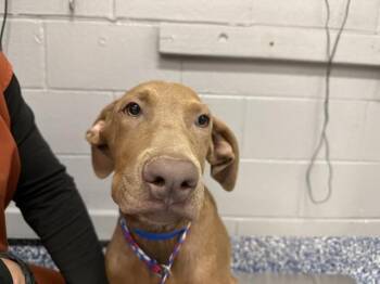 JIM -  Pit Bull Terrier and Mixed Breed Dog for Adoption in Thousand Palms, California - JIM | PetCurious