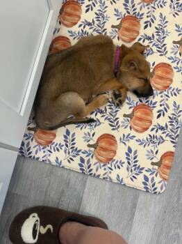 Lenny -  Shepherd Dog for Adoption - Lenny | PetCurious