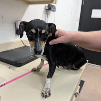 Lil Momma -  Dachshund and Rat Terrier Dog for Adoption in Ardmore, Oklahoma - Lil Momma | PetCurious