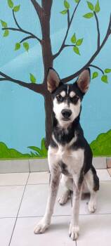 Rescue Siberian Husky Dogs for Adoption in San Diego, California - Patrick | PetCurious