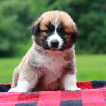 CT Howdy avail Aug 15 (Stafford Farmers Mkt- Stafford, CT) -  Collie and Shepherd Dog for Adoption in Eastford, Connecticut - CT Howdy Avail Aug 15 (Stafford Farmers Mkt- Stafford, CT) | PetCurious