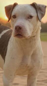 Soto Bean -  American Staffordshire Terrier Dog for Adoption - Soto Bean | PetCurious