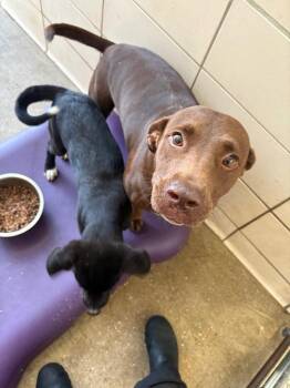 Jezabel -  Labrador Retriever Dog for Adoption in Bossier City, Louisiana - Jezabel | PetCurious