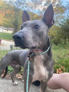 Rescue Terrier Dogs for Adoption in Lewis Center, Ohio - Miguel | PetCurious