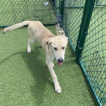 Laze 9397 -  Weimaraner and Mixed Breed Dog for Adoption in Loxahatchee Groves, Florida - Laze 9397 | PetCurious