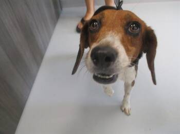 GRACIE -  Beagle Dog for Adoption in Ocala, Florida - GRACIE | PetCurious