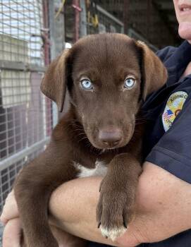 A litter - Ariel -  Labrador Retriever and Husky Dog for Adoption in Edna, Texas - A Litter - Ariel | PetCurious