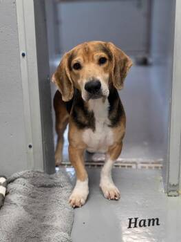Ham -  Beagle and Basset Hound Dog for Adoption in Brookville, Ohio - Ham | PetCurious