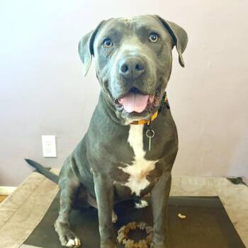 Kenny Loggins -  Pit Bull Terrier and Mastiff Dog for Adoption in Los Angeles, California - Kenny Loggins | PetCurious