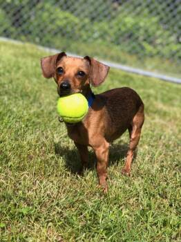 Eleanor -  Dachshund Dog for Adoption in Derry, New Hampshire - Eleanor | PetCurious