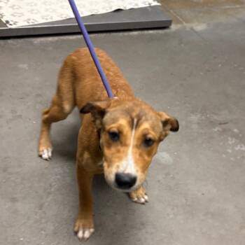 Pit Bull Terrier Dogs Available for Adoption in Yuma, Arizona - Willow | PetCurious