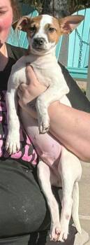TOBIAS -  Cattle Dog Dog for Adoption in Holbrook, New York - TOBIAS | PetCurious