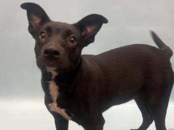 Willow Nightingale -  Retriever and Mixed Breed Dog for Adoption in Golden Valley, Minnesota - Willow Nightingale | PetCurious