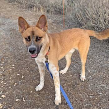 Mixed Breed Dogs Available for Adoption in Idaho Falls, Idaho - Noodle | PetCurious