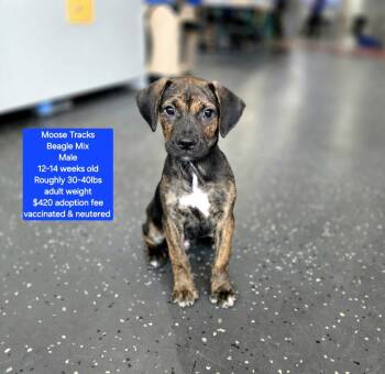 Beagle Dogs Available for Adoption in Oviedo, Florida - Moose Tracks | PetCurious