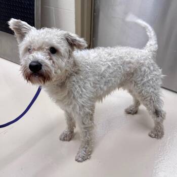 Cheerio -  Mixed Breed Dog for Adoption in Winston-salem, North Carolina - Cheerio | PetCurious
