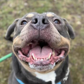 American Bully Dogs Available for Adoption in Olean, New York - Tank | PetCurious