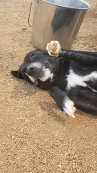 AUTUMN -  Labrador Retriever and Mixed Breed Dog for Adoption in Killeen, Texas - AUTUMN | PetCurious