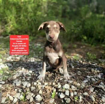Chai -  Doberman Pinscher and Hound Dog for Adoption in Oviedo, Florida - Chai | PetCurious