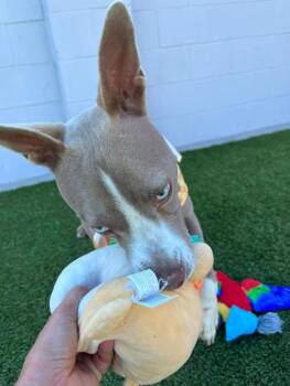 Licorice --Courtesy Post. Out of town pet. See below for details -  Pit Bull Terrier Dog for Adoption in Eagle, Idaho - Licorice --Courtesy Post. Out Of Town Pet. See Below For Details | PetCurious