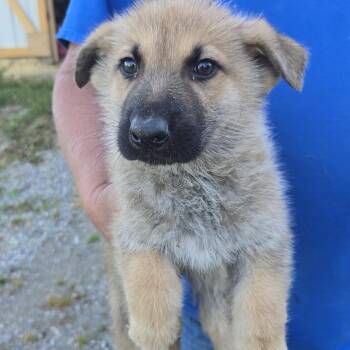 Gunner -  German Shepherd Dog Dog Available for Adoption in Zaleski, Ohio - Gunner | PetCurious