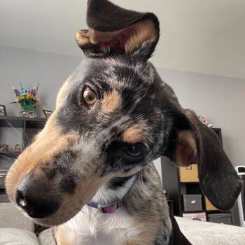 Rescue Mixed Breed Dogs for Adoption in Durham, North Carolina - Maxi | PetCurious