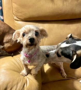 Rescue Yorkshire Terrier Dogs for Adoption in Yorktown, Virginia - Norah | PetCurious
