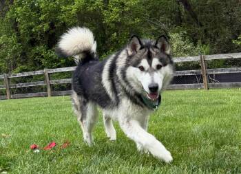 Alaskan Malamute Dogs Available for Adoption in Berryville, Virginia - Hickory | PetCurious