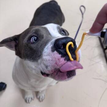 Mixed Breed Dogs Available for Adoption in Winston-salem, North Carolina - Chunk | PetCurious