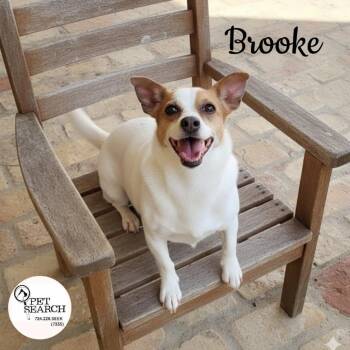 Rescue Jack Russell Terrier Dogs for Adoption in Washington, Pennsylvania - Brooke | PetCurious