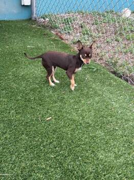 Tara -  Chihuahua Dog for Adoption in Boca Raton, Florida - Tara | PetCurious