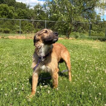 Handi -  Shepherd and Mixed Breed Dog for Adoption in Binghamton, New York - Handi | PetCurious