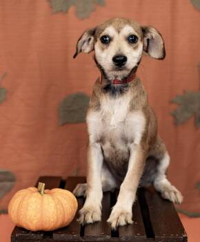 857-26 -  Terrier Dog for Adoption in Brighton, Colorado - 857-26 | PetCurious